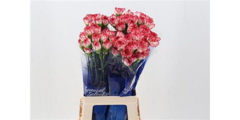 Dianthus St Innovation Hi 70cm A1