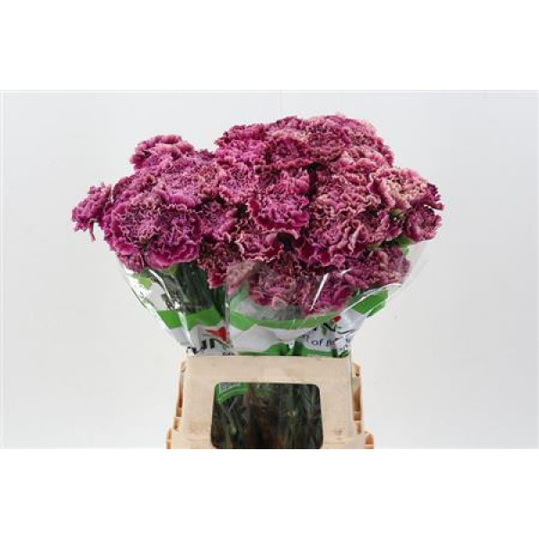 Dianthus St Merletto Purple 70cm A1