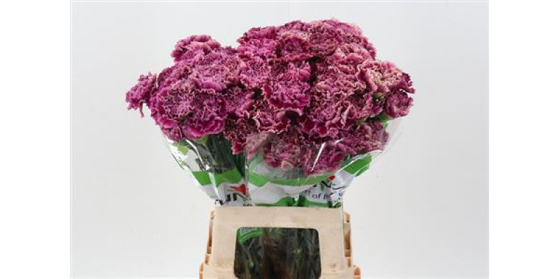 Dianthus St Merletto Purple 70cm A1