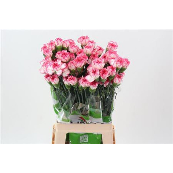 Dianthus St Spritz Blanco Rosa 70cm A1