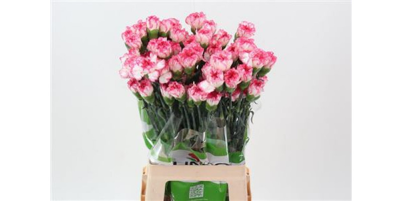 Dianthus St Spritz Blanco Rosa 70cm A1