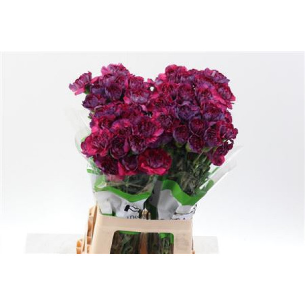 Dianthus St Tatis 70cm A1