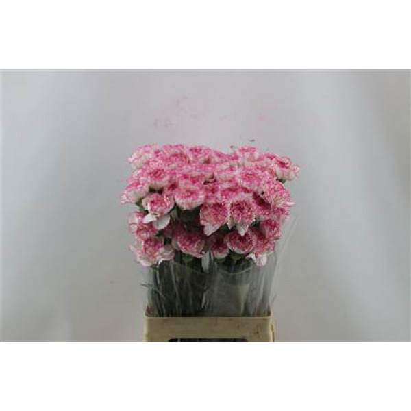 Dianthus St Bicolor 65cm A1