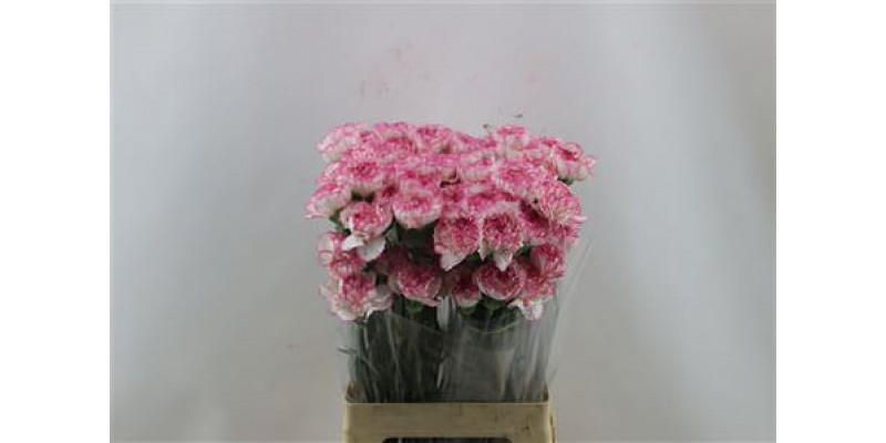 Dianthus St Bicolor 65cm A1