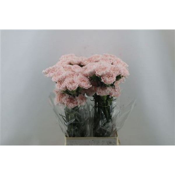 Dianthus St Hanoi 65cm A1