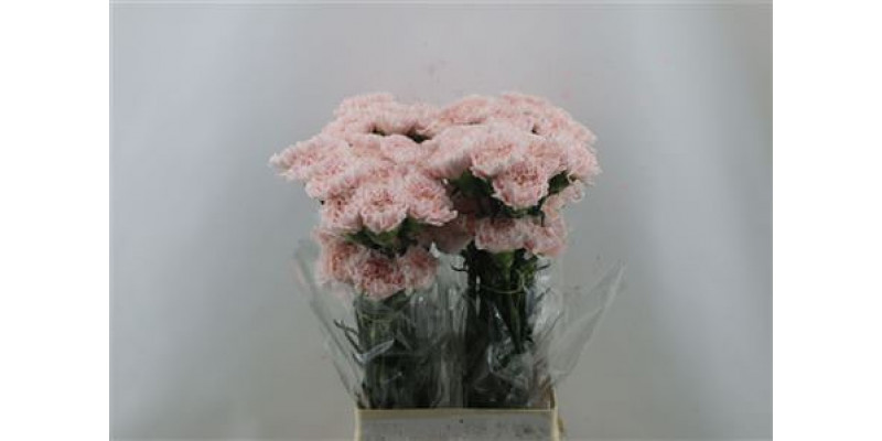 Dianthus St Hanoi 65cm A1