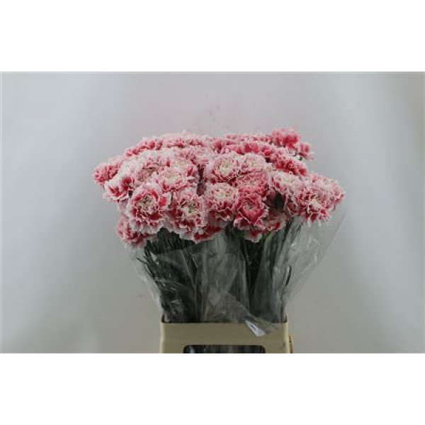 Dianthus St Joker 65cm A1