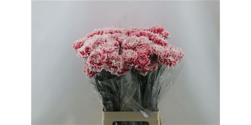 Dianthus St Joker 65cm A1