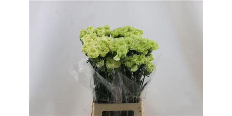 Dianthus St Lady Moe 65cm A1