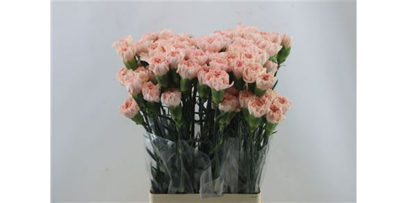 Dianthus St Novia 65cm A1