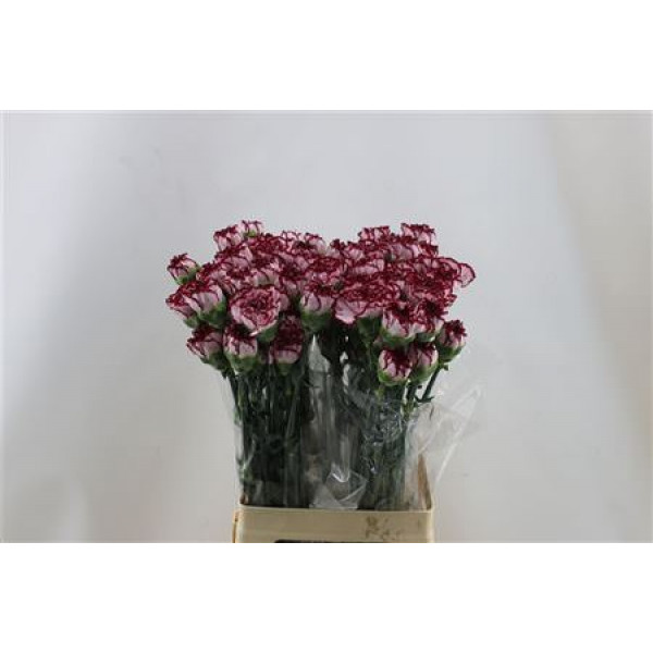 Dianthus St Perfect 65cm A1