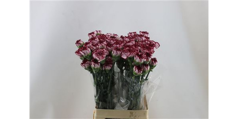 Dianthus St Perfect 65cm A1