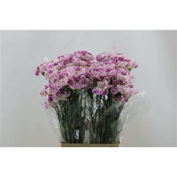 Dianthus St Pixi 65cm A1