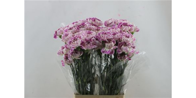 Dianthus St Pixi 65cm A1