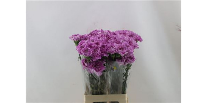 Dianthus St Yucari Ascuro 65cm A1