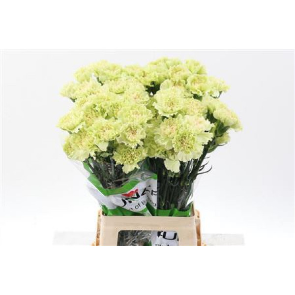 Dianthus St Sweet Green 70cm A1