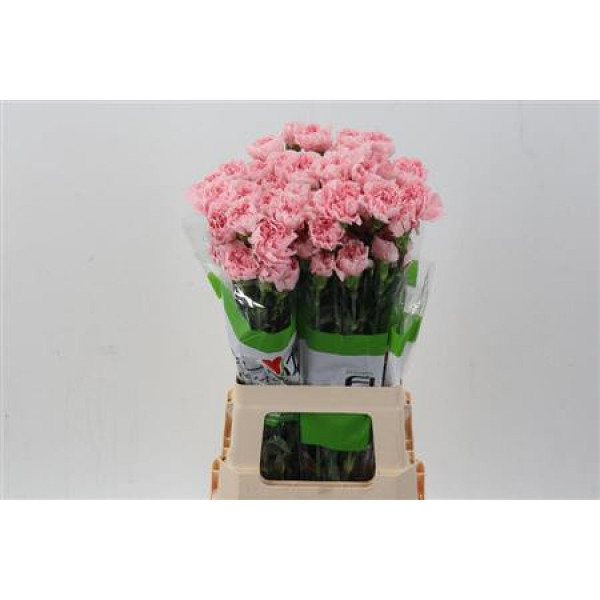 Dianthus St Pink Cute 70cm A1