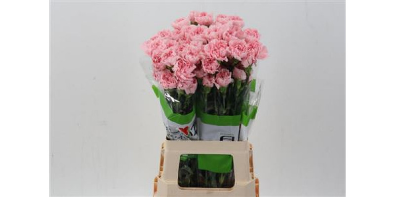 Dianthus St Pink Cute 70cm A1