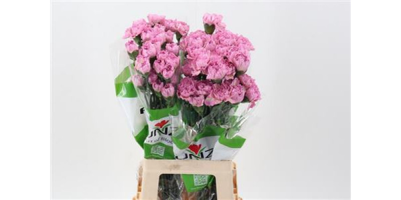 Dianthus St Nobbio Lav Chic 70cm A1