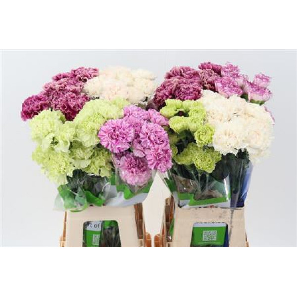 Dianthus St Gem In Fust Funza 70cm A1