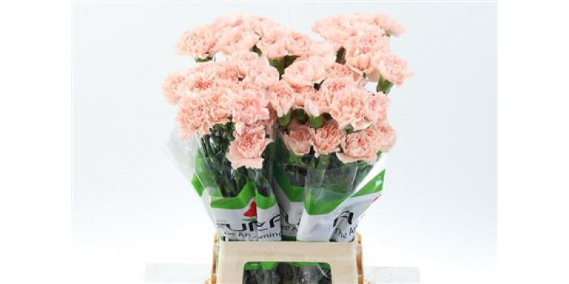 Dianthus St Peach Novia 70cm A1