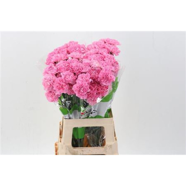 Dianthus St Pink Pixel 70cm A1