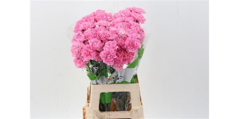 Dianthus St Pink Pixel 70cm A1