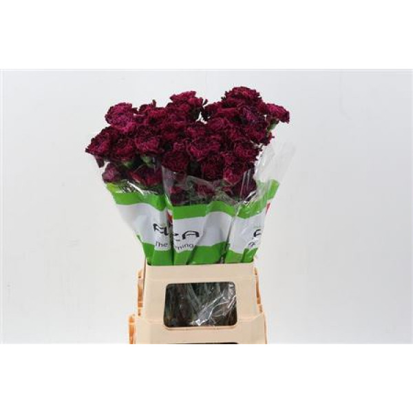 Dianthus St Nobbio Black Heart 70cm A1