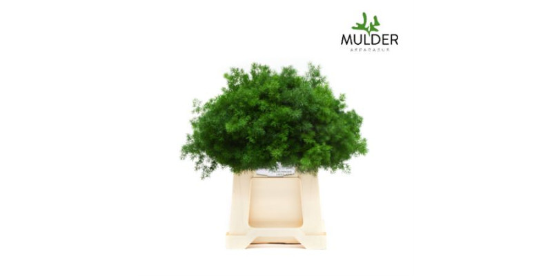 Dec Asperagus  Umbellatus 40cm Per 50 40 cm A1