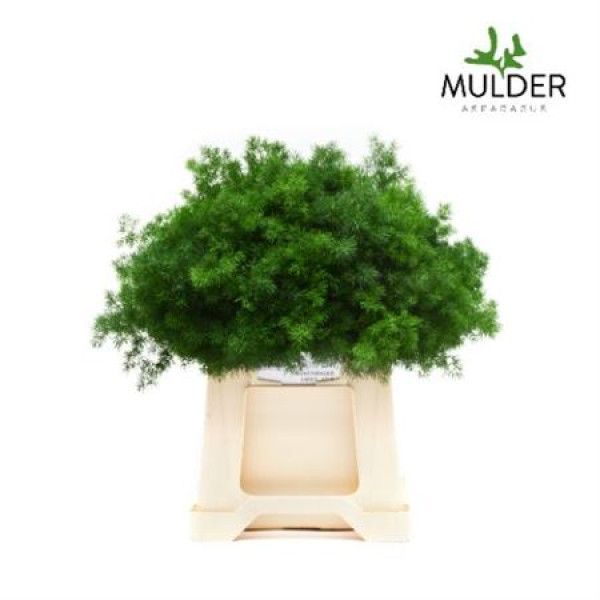 Dec Asperagus  Umbellatus 40cm 40 cm A1