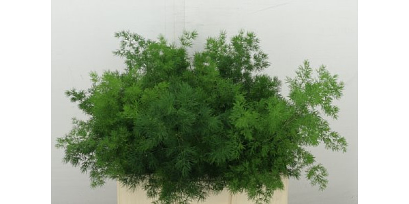 Asparagus Umbellatus 50 cm A1