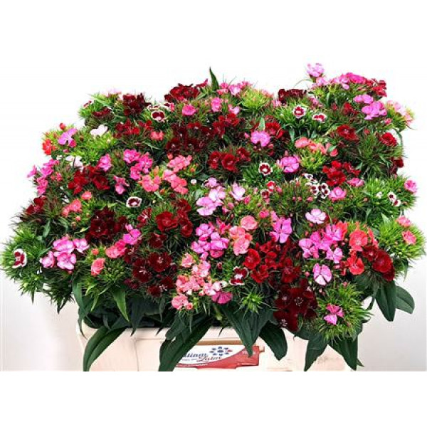 Dianthus Barb Barbarel Gem 60cm A1