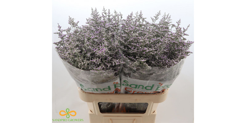 Limonium Misty Blue 80 Burgundy