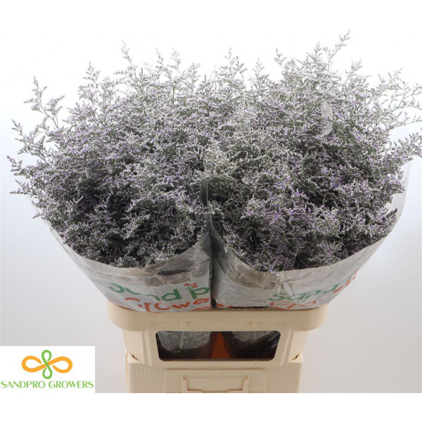 Limonium Misty Blue 90cm A1