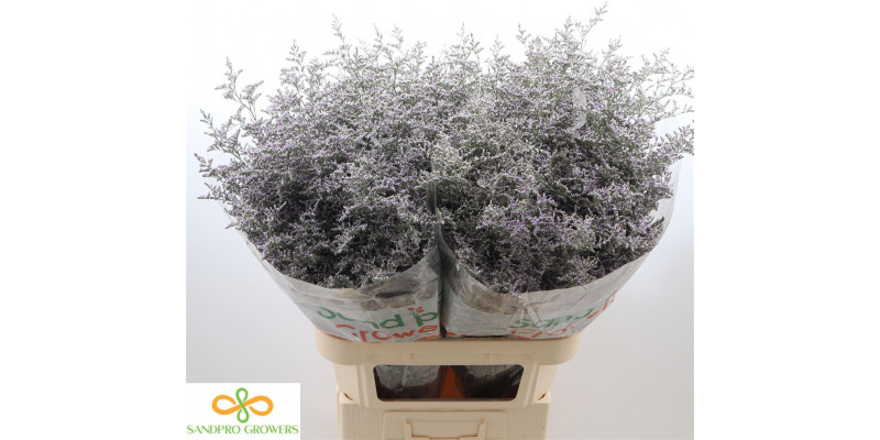 Limonium Misty Blue 90cm A1