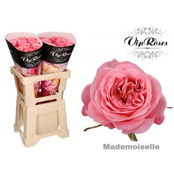 Rose Gr Vip Mademoiselle 60cm A1