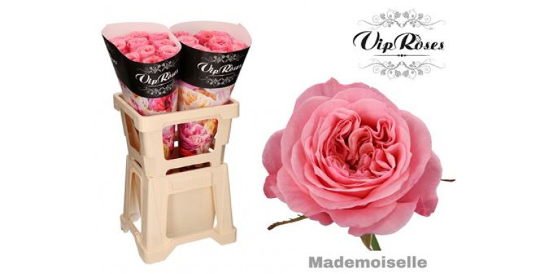 Rose Gr Vip Mademoiselle 60cm A1