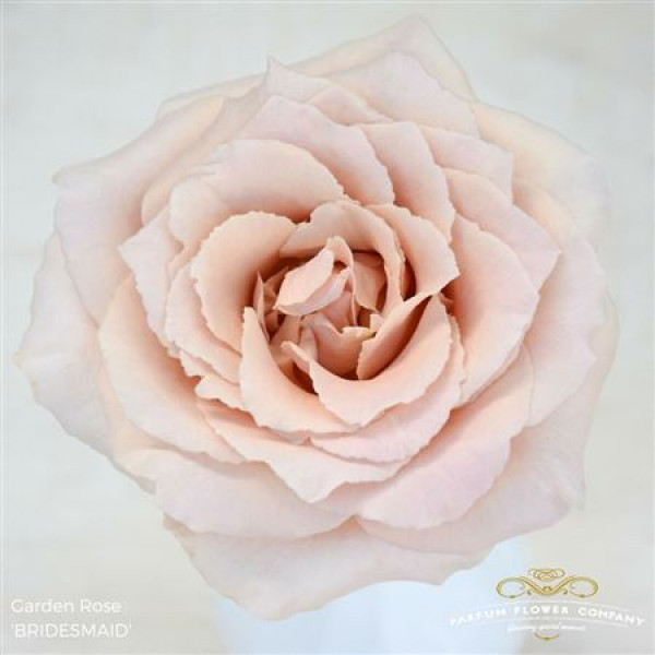 Rose Gr Garden Bridesmaid 40cm A1