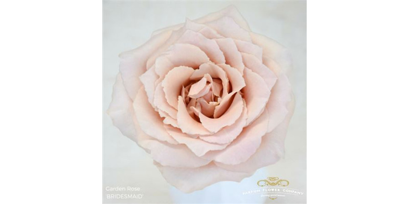 Rose Gr Garden Bridesmaid 40cm A1