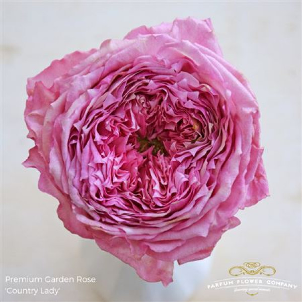 Rose Gr Garden Country Lady 60cm A1