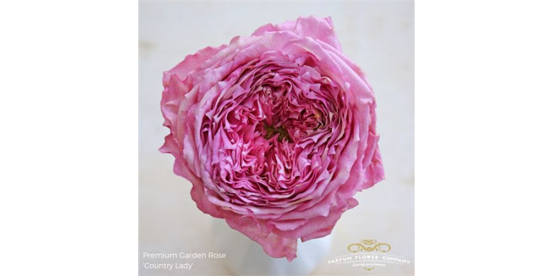 Rose Gr Garden Country Lady 60cm A1