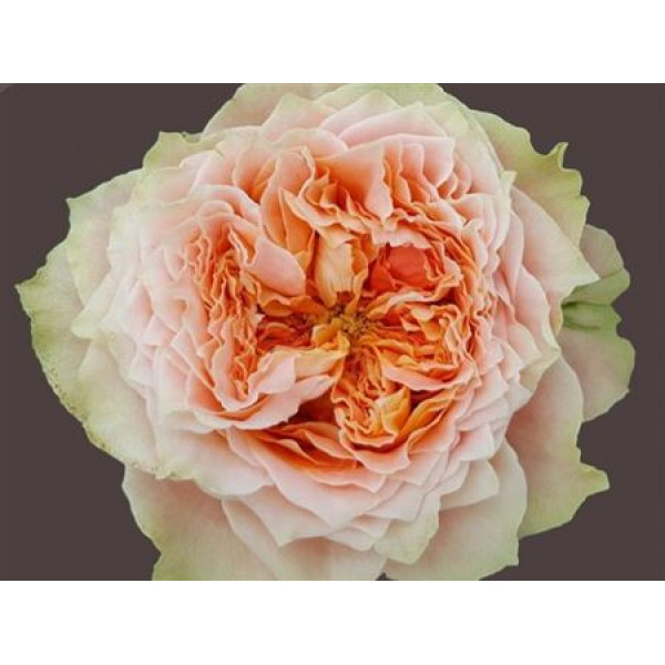 Rose Gr Garden Country Louise 60cm A1