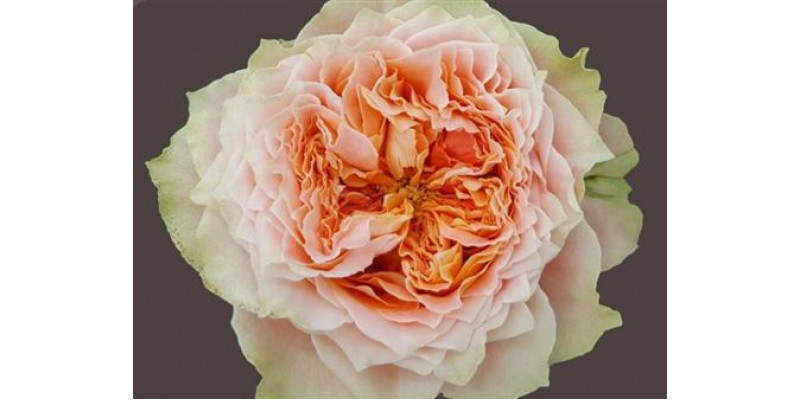 Rose Gr Garden Country Louise 60cm A1