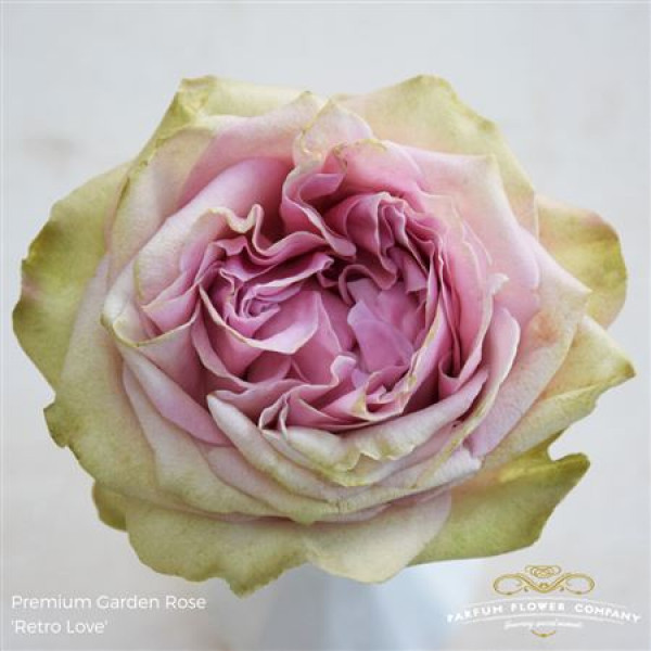 Rose Gr Garden Retro Love 60cm A1