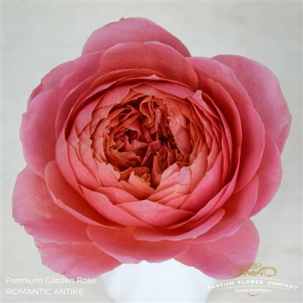 Rose Gr Garden Romantic Antike 50cm A1