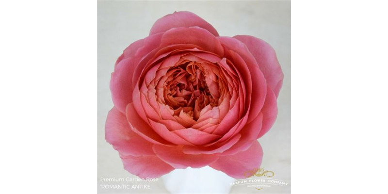 Rose Gr Garden Romantic Antike 50cm A1