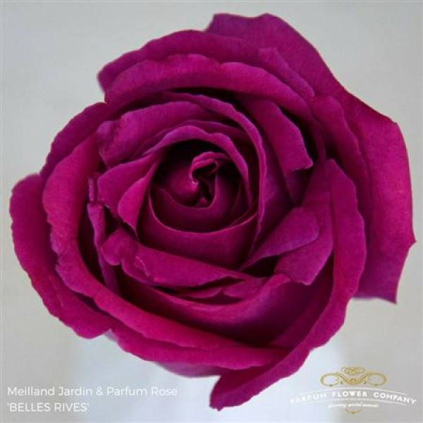 Rose Gr Meilland Belles Rives 50cm A1