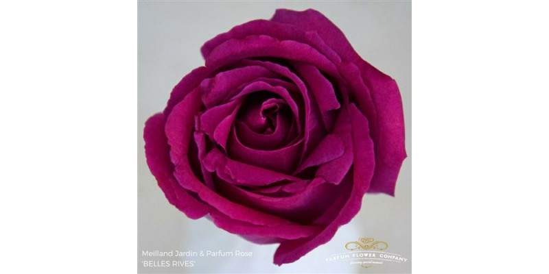 Rose Gr Meilland Belles Rives 50cm A1