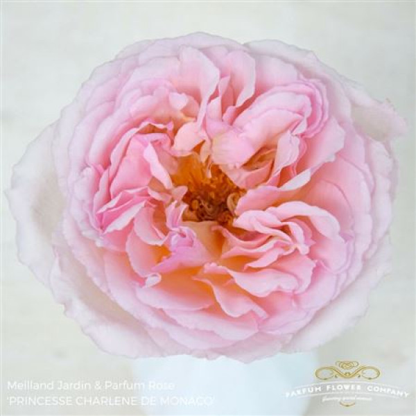 Rose Gr Meilland Charlene De Monaco 50cm A1