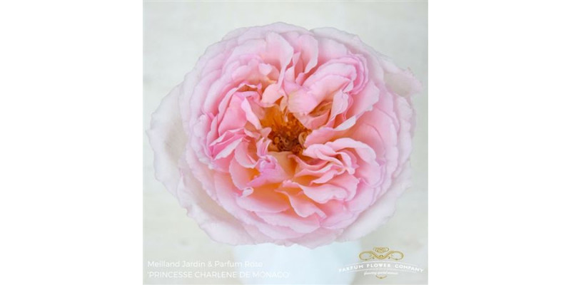 Rose Gr Meilland Charlene De Monaco 50cm A1